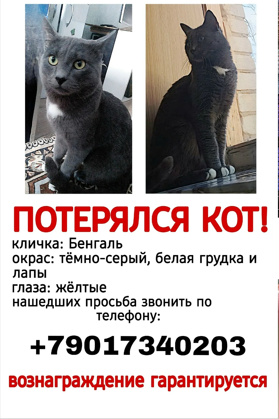 Пропала кошка в Жуковском — фото питомца