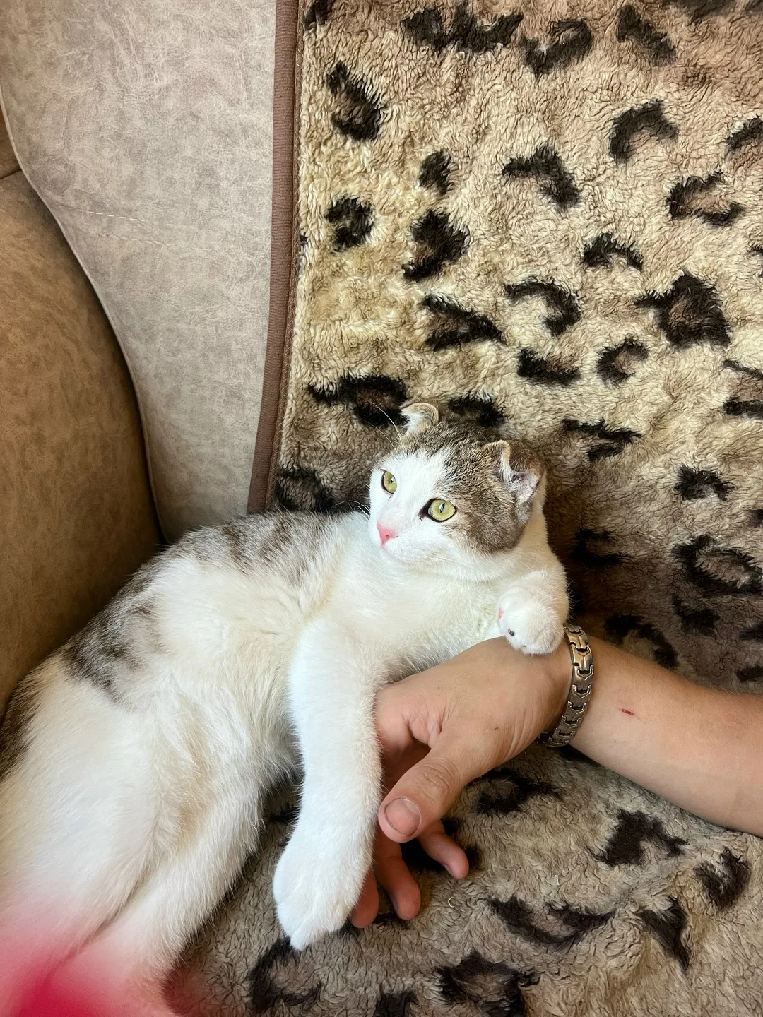 Найдена кошка в Сургуте — фото питомца