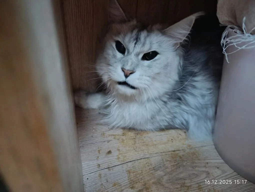 Найдена кошка в Обнинске — фото питомца