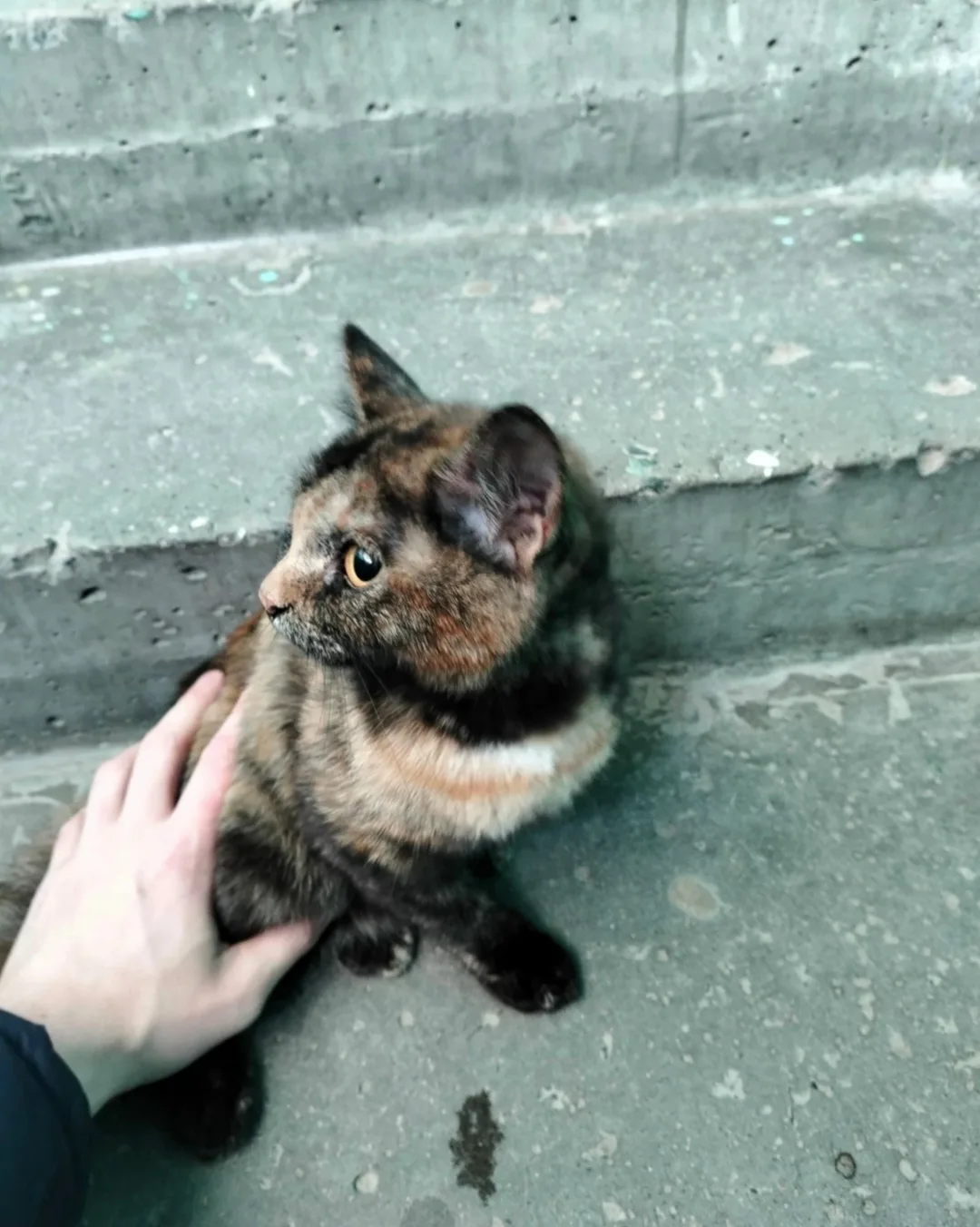 Найдена кошка в Сургуте — фото питомца