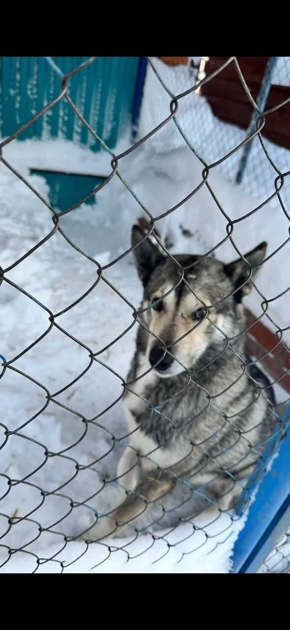 Пропала собака в Сургуте — фото питомца