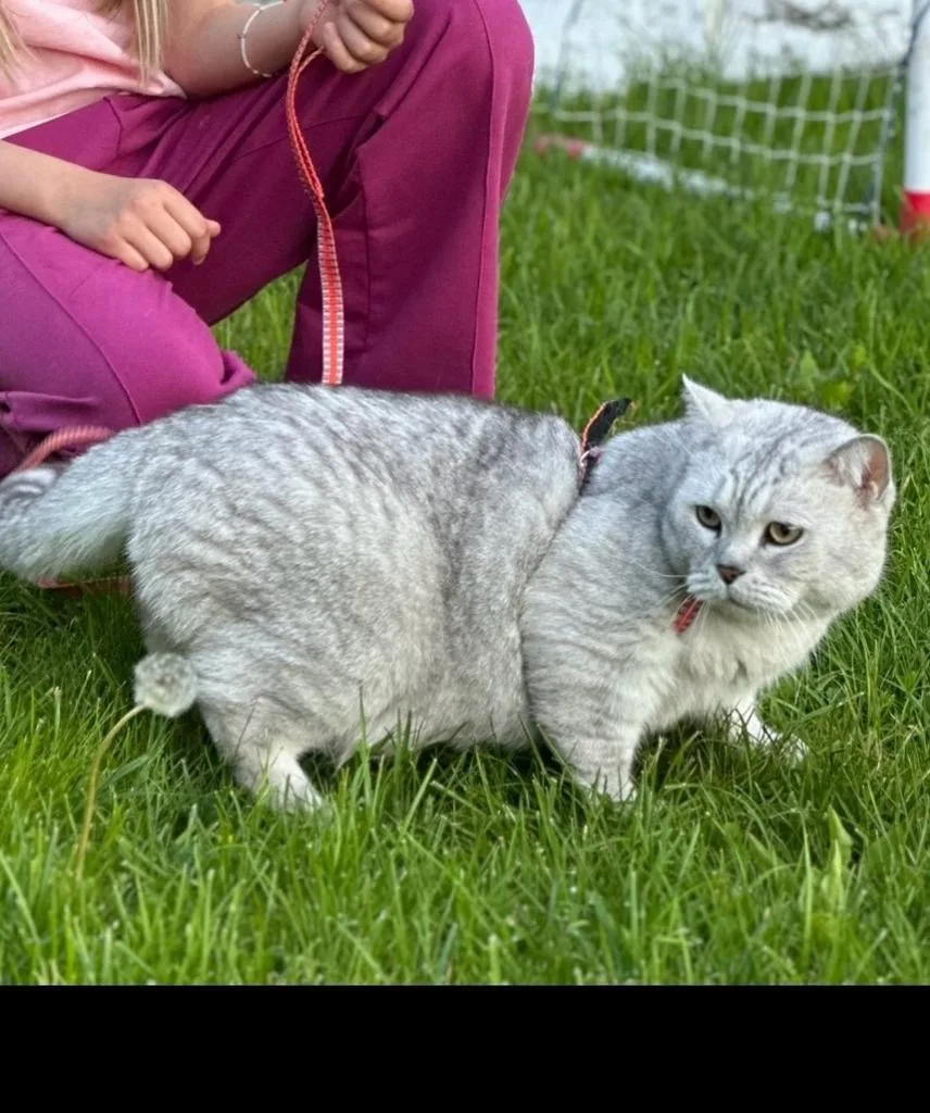 Пропала кошка в Солнечногорске — фото питомца