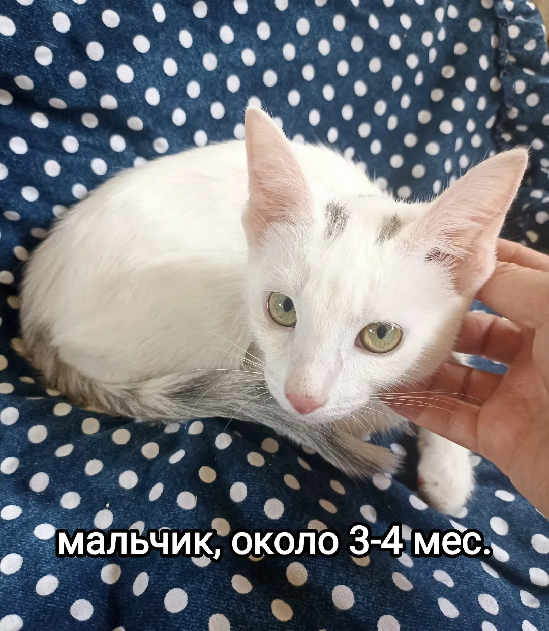 Найдена собака в Егорьевске — фото питомца