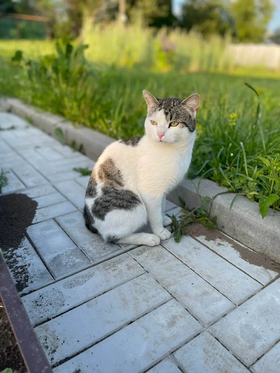 Пропала кошка в Солнечногорске — фото питомца