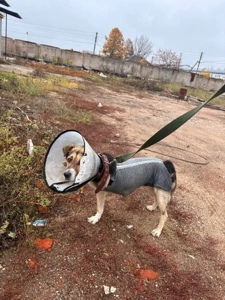 Пропала собака в Егорьевске — фото питомца