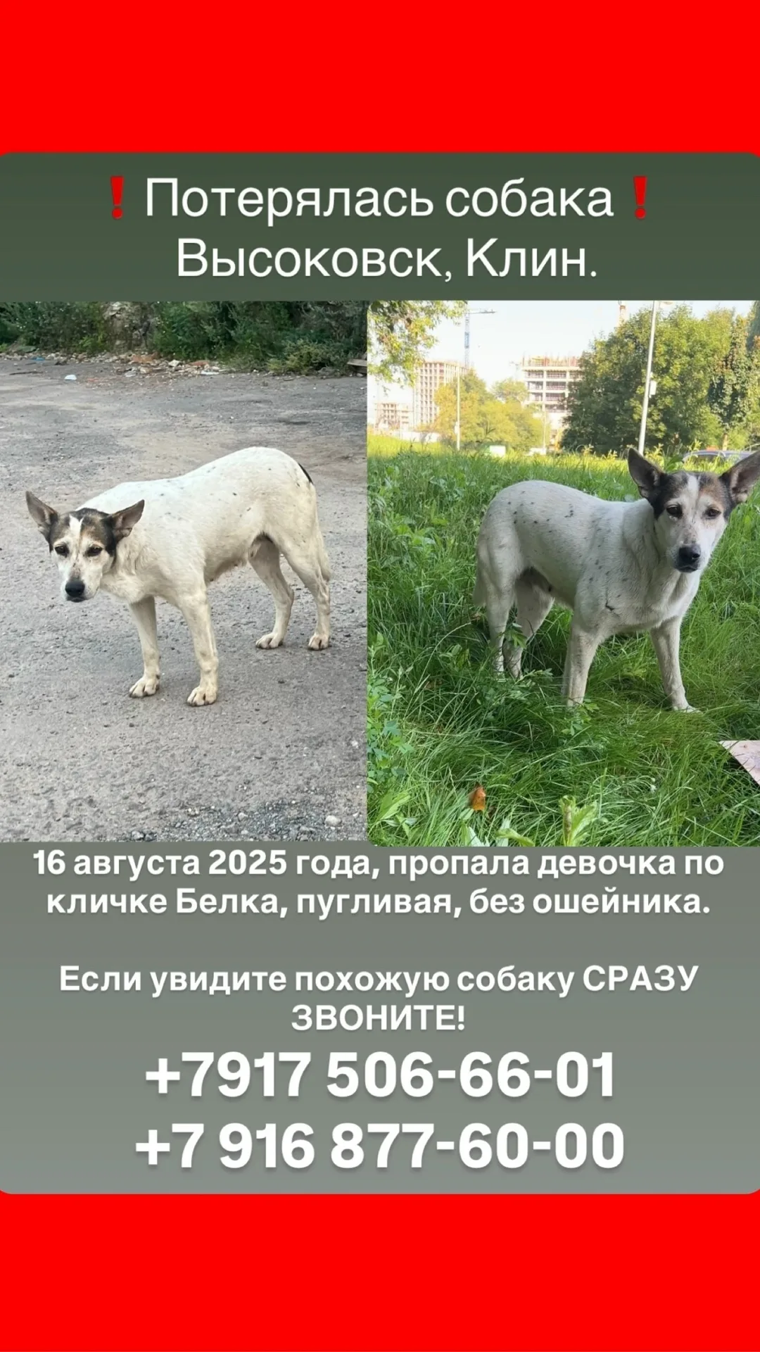 Пропала собака в Клине — фото питомца
