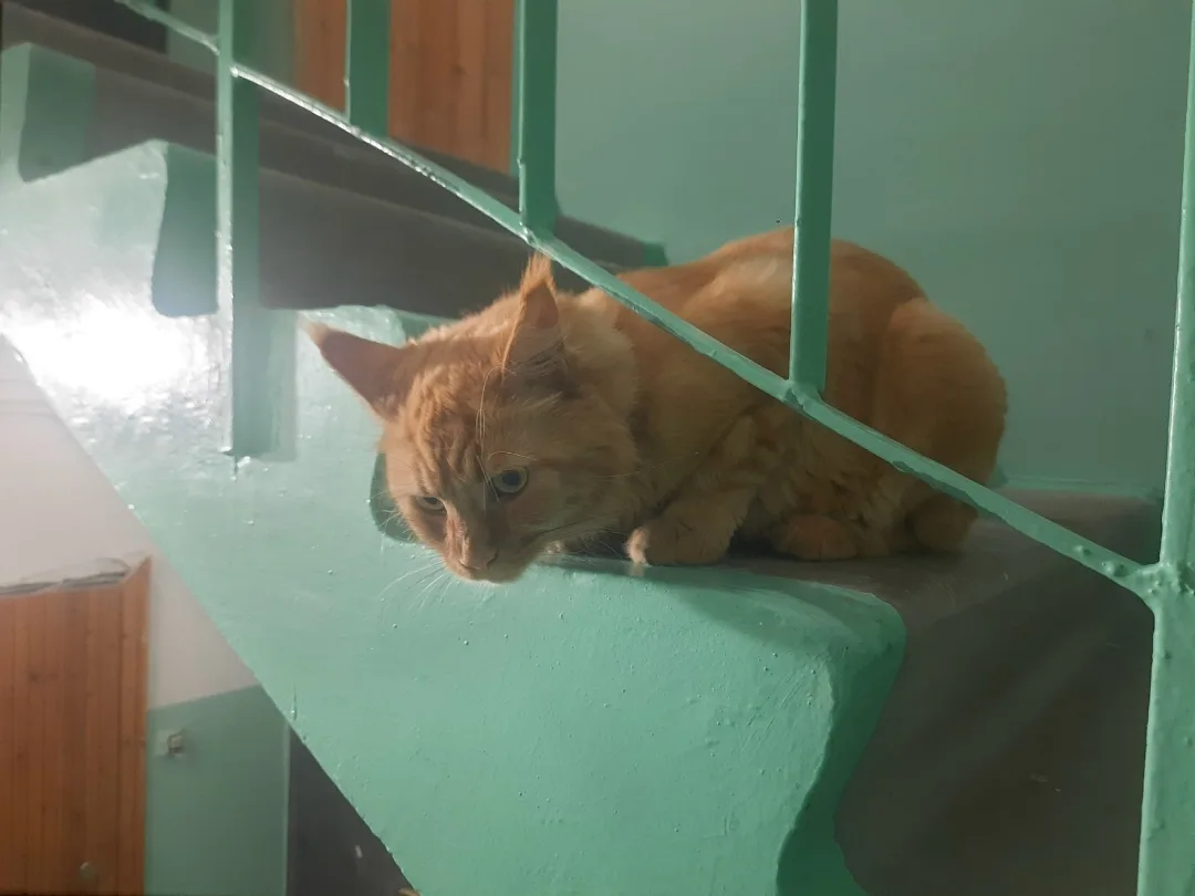Найдена кошка в Сургуте — фото питомца