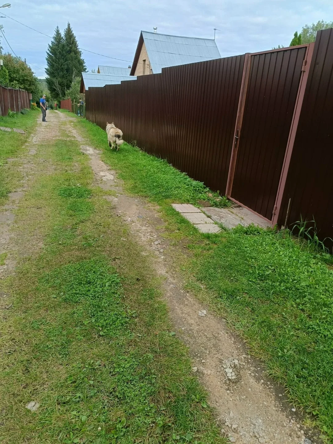 Пропала собака в Солнечногорске — фото питомца