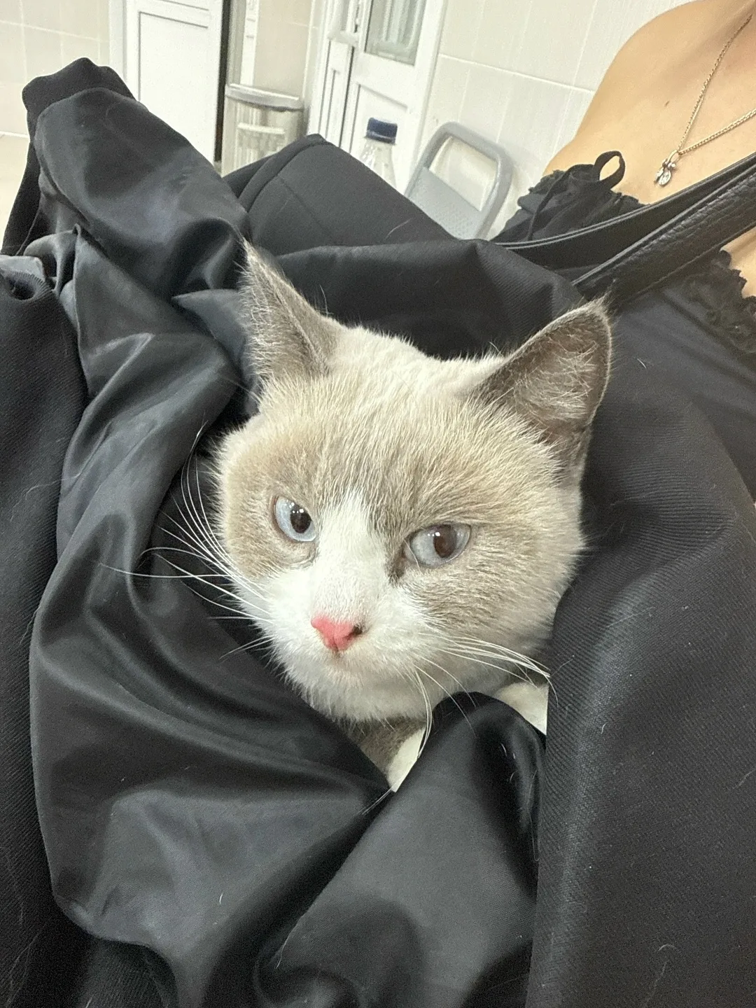 Найдена кошка в Сургуте — фото питомца