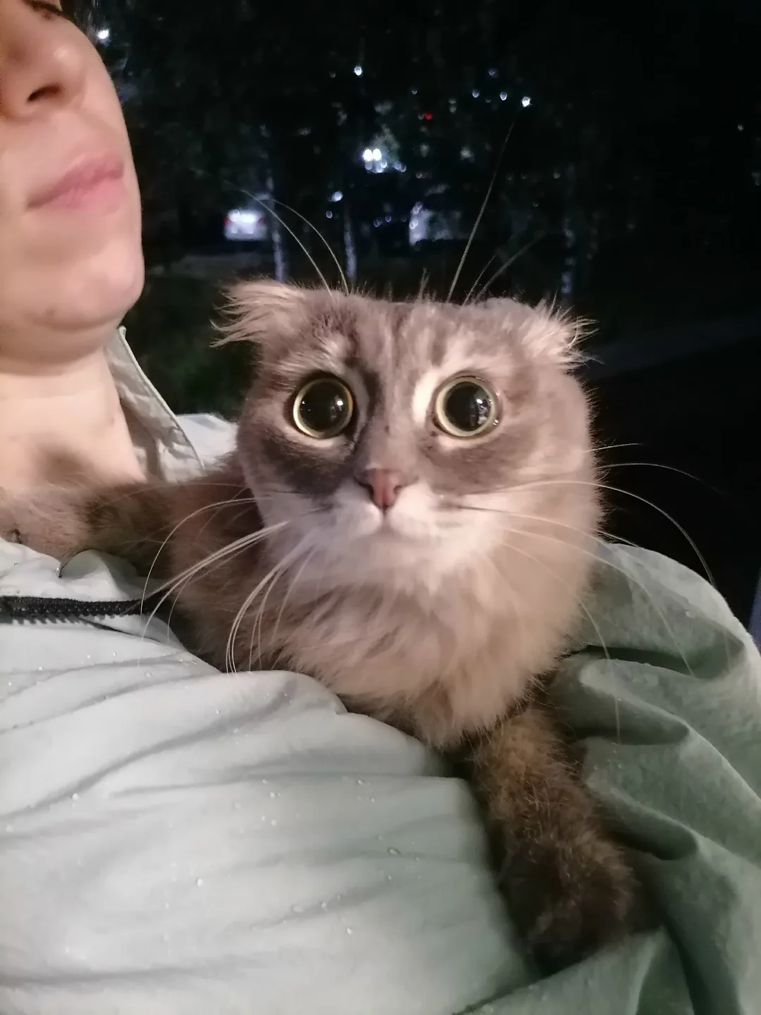 Найдена кошка в Сургуте — фото питомца