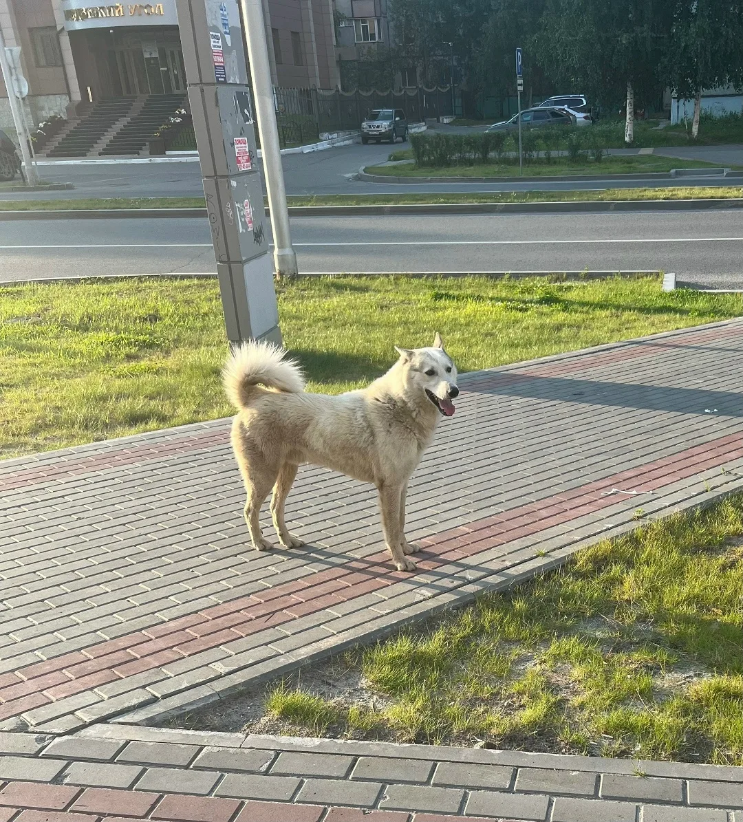 Пропала собака в Сургуте — фото питомца