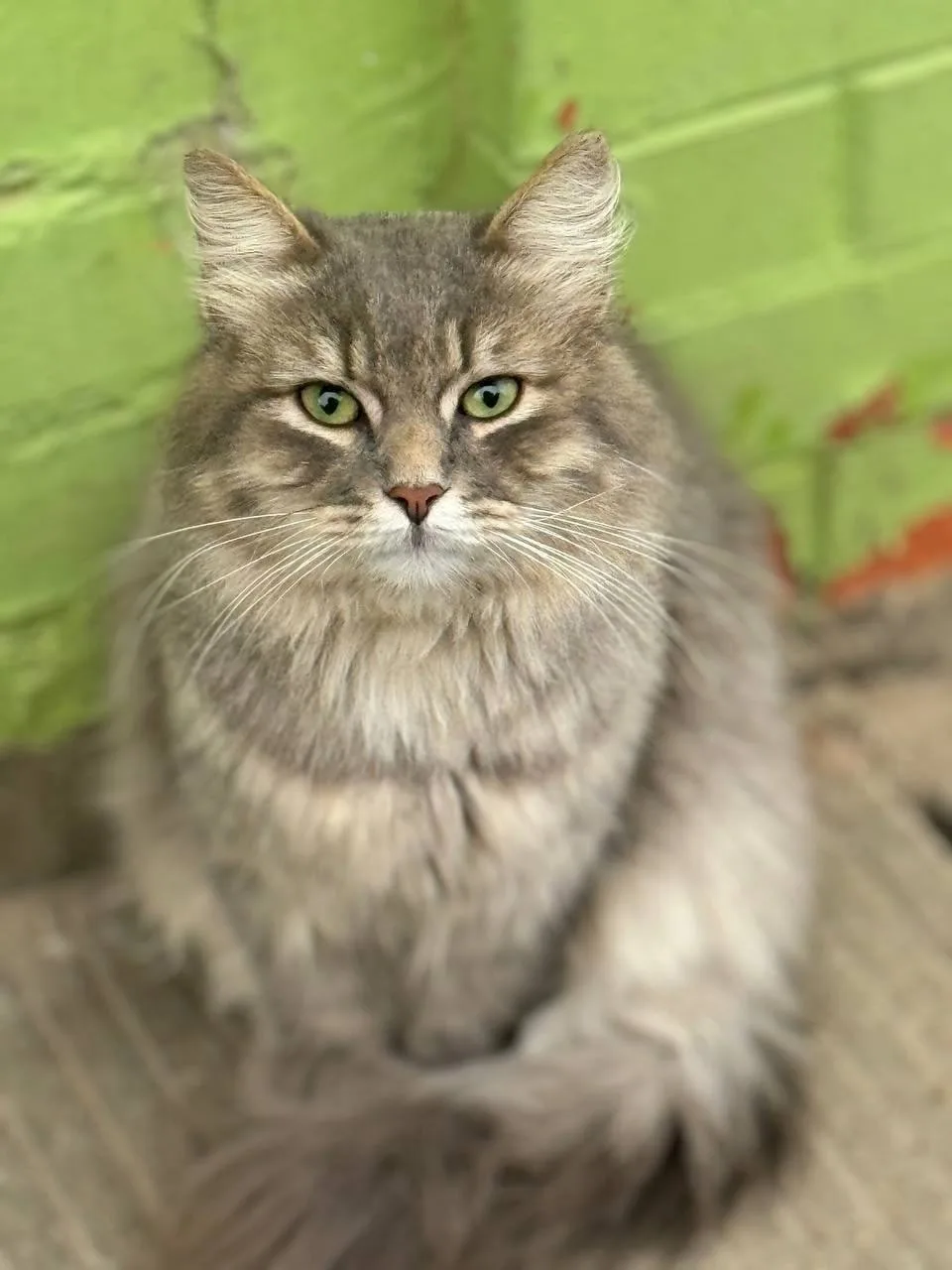 Найдена собака в Солнечногорске — фото питомца