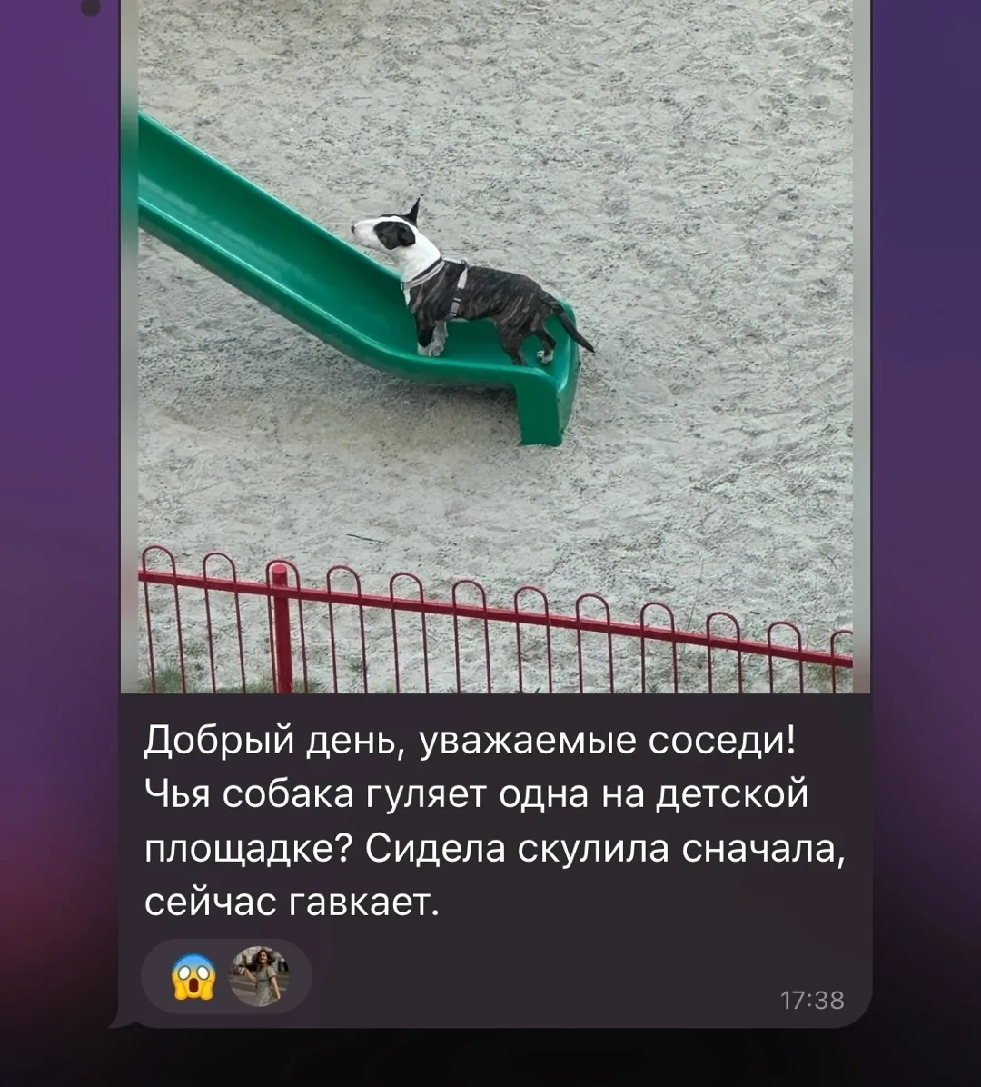 Пропала собака в Сургуте — фото питомца