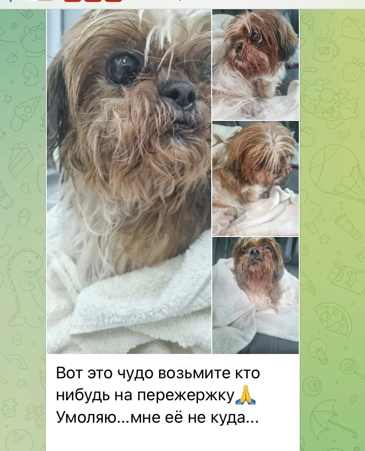 Найдена собака в Сургуте — фото питомца