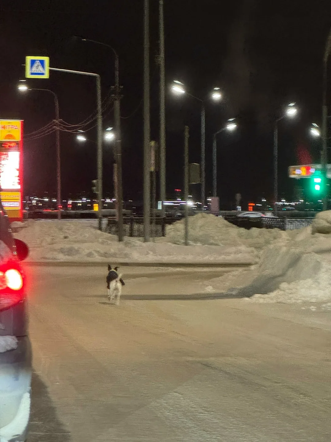 Пропала собака в Сургуте — фото питомца