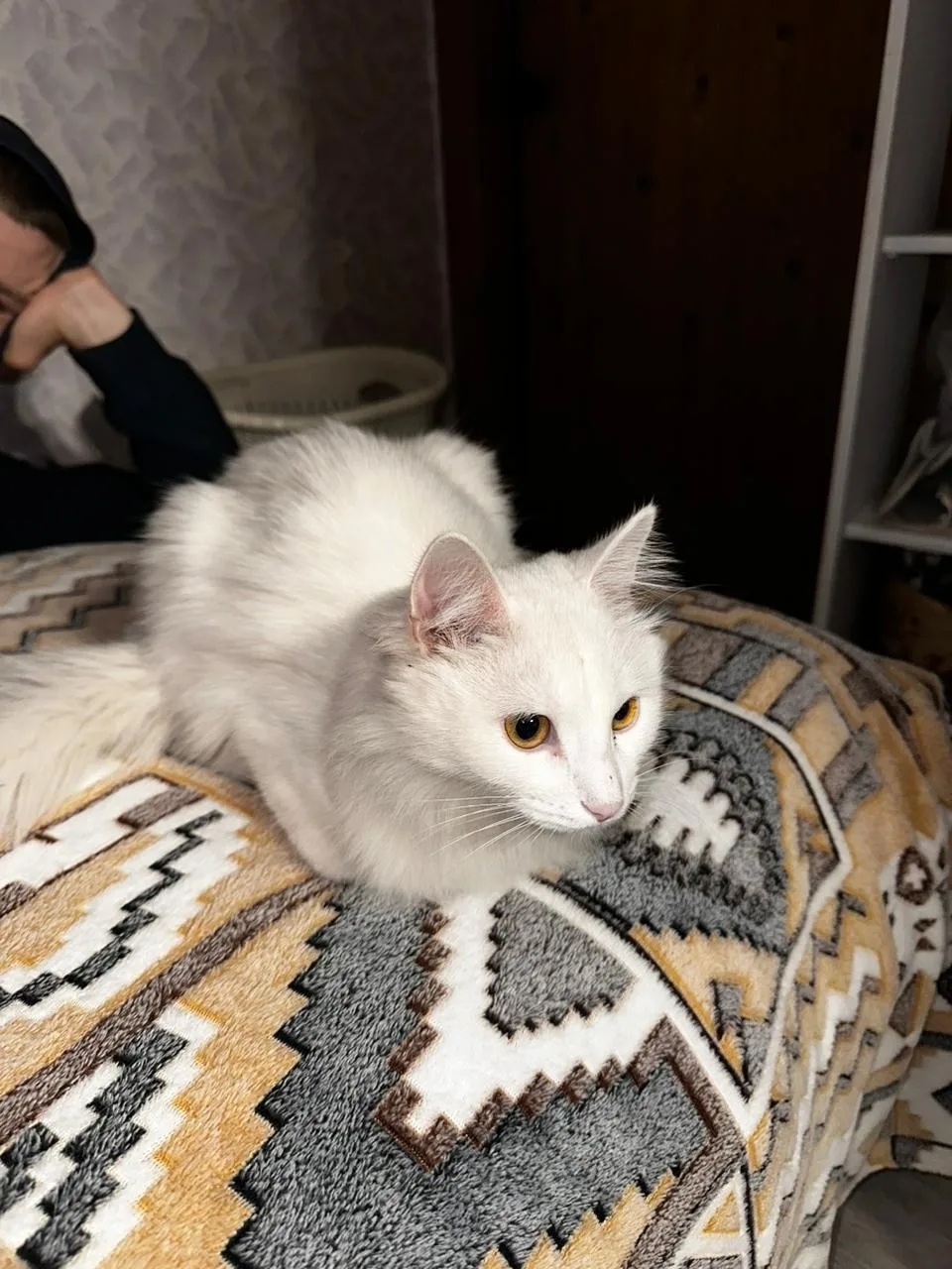 Найдена кошка в Обнинске — фото питомца