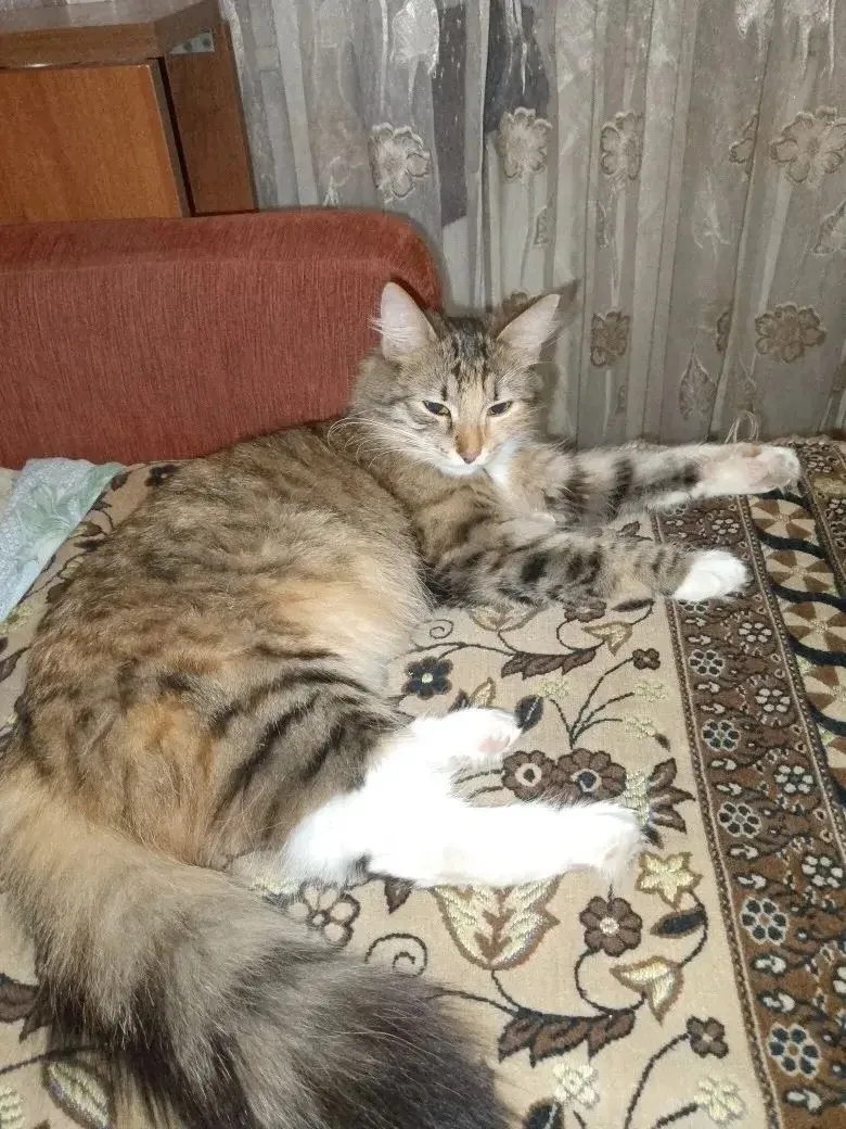 Найдена собака в Ступине — фото питомца