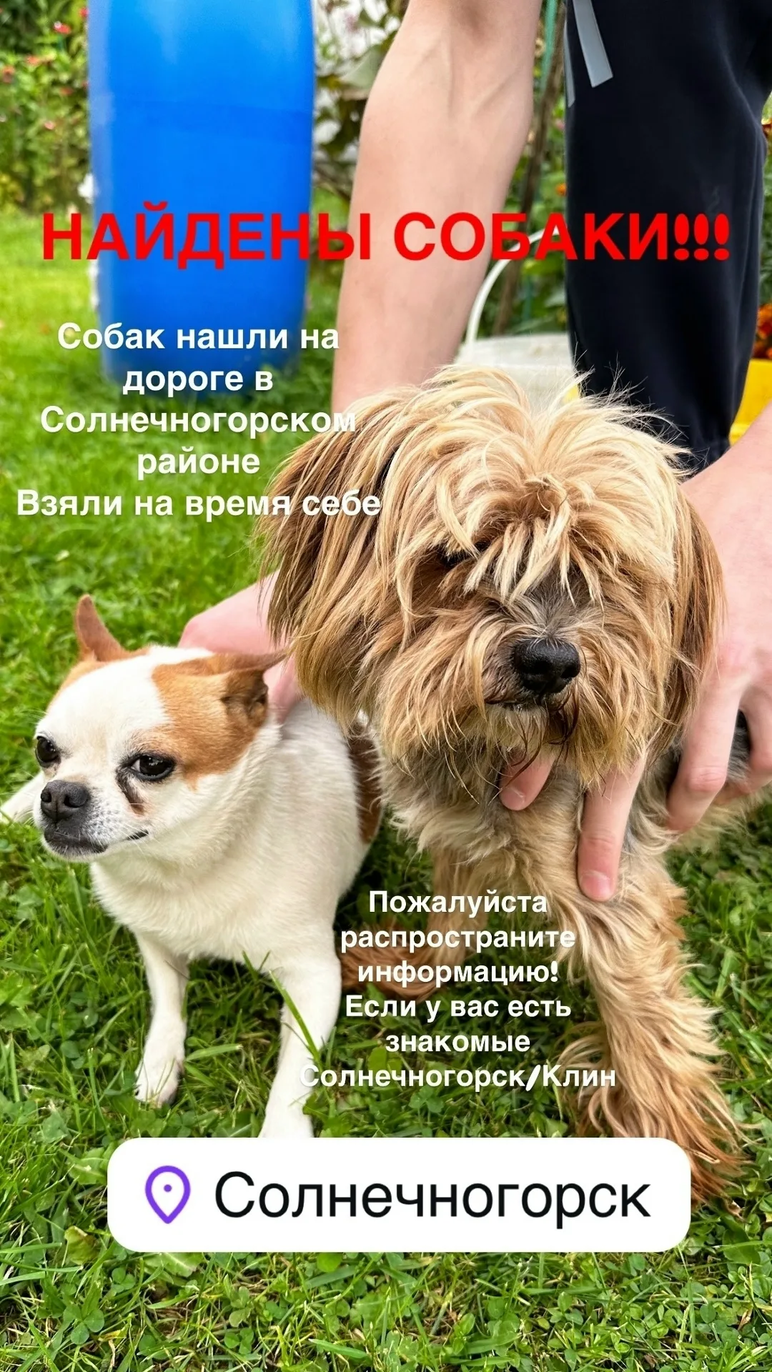 Найдена собака в Солнечногорске — фото питомца