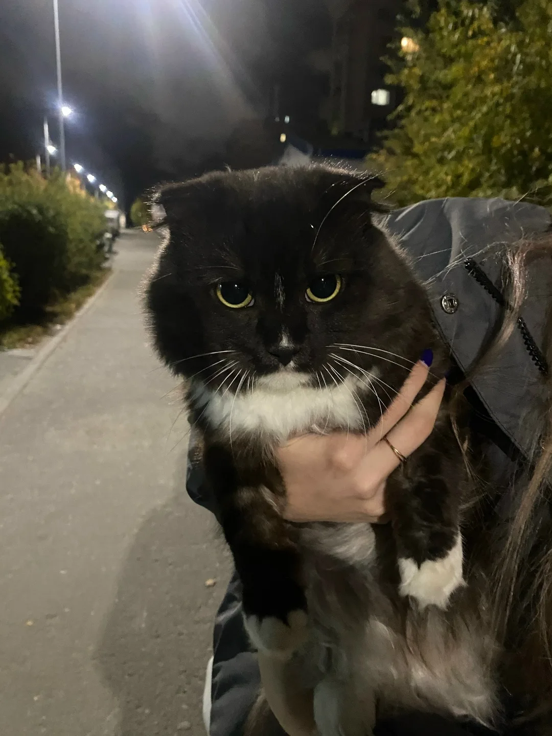 Найдена кошка в Сургуте — фото питомца