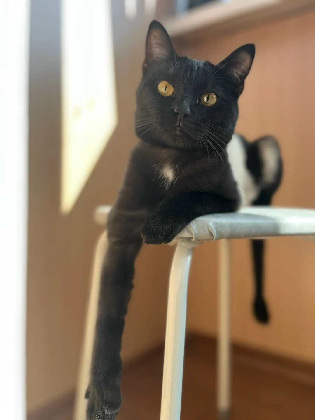 Пропала собака в Сургуте — фото питомца
