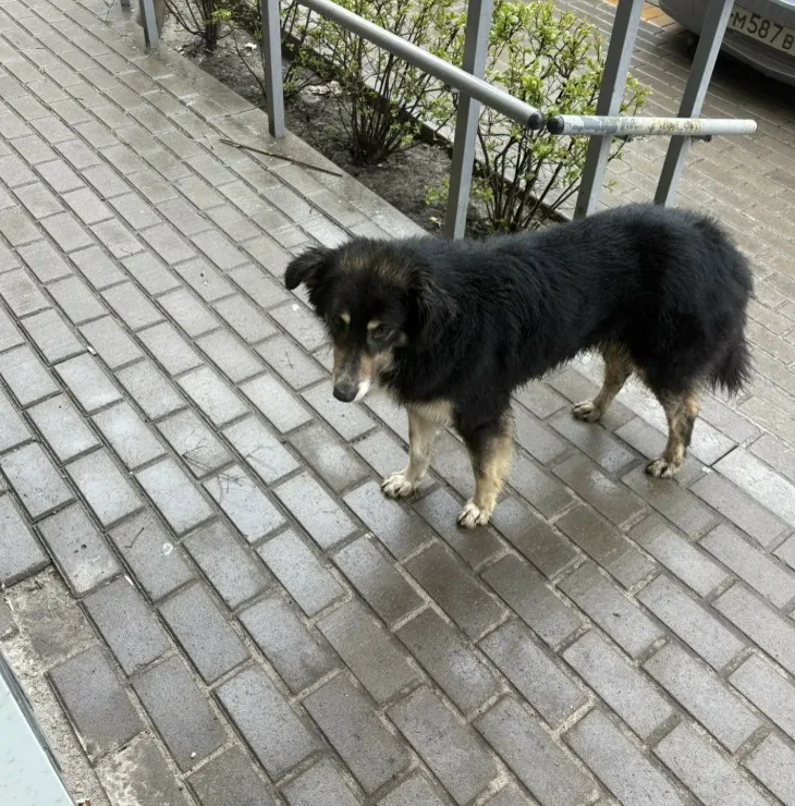 Найдена собака в Курске — фото питомца