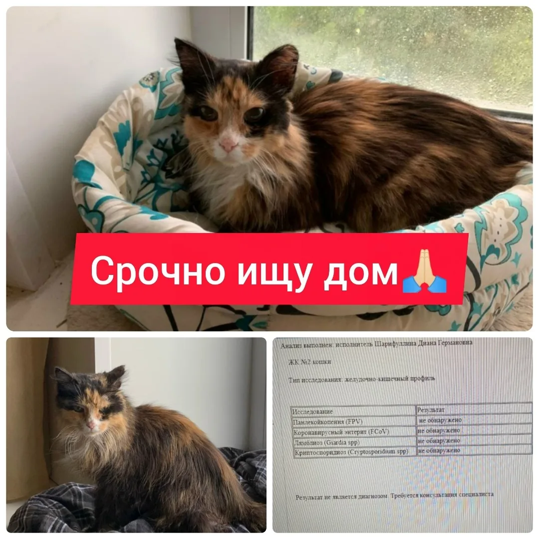 Найдена собака в Сургуте — фото питомца