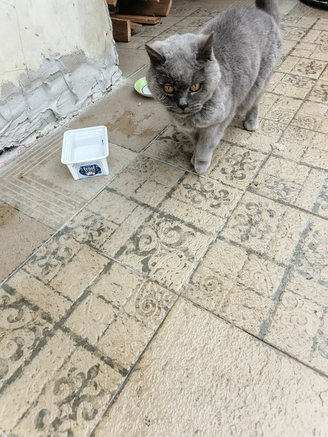 Пропала кошка в Егорьевске — фото питомца