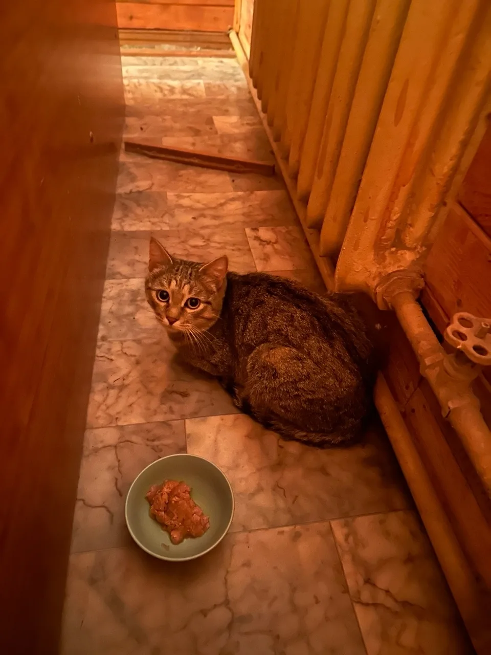 Найдена кошка в Егорьевске — фото питомца