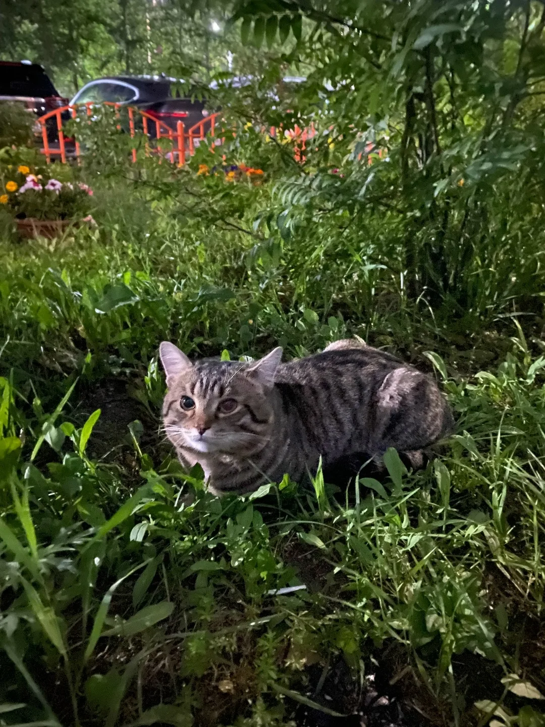 Найдена кошка в Сургуте — фото питомца