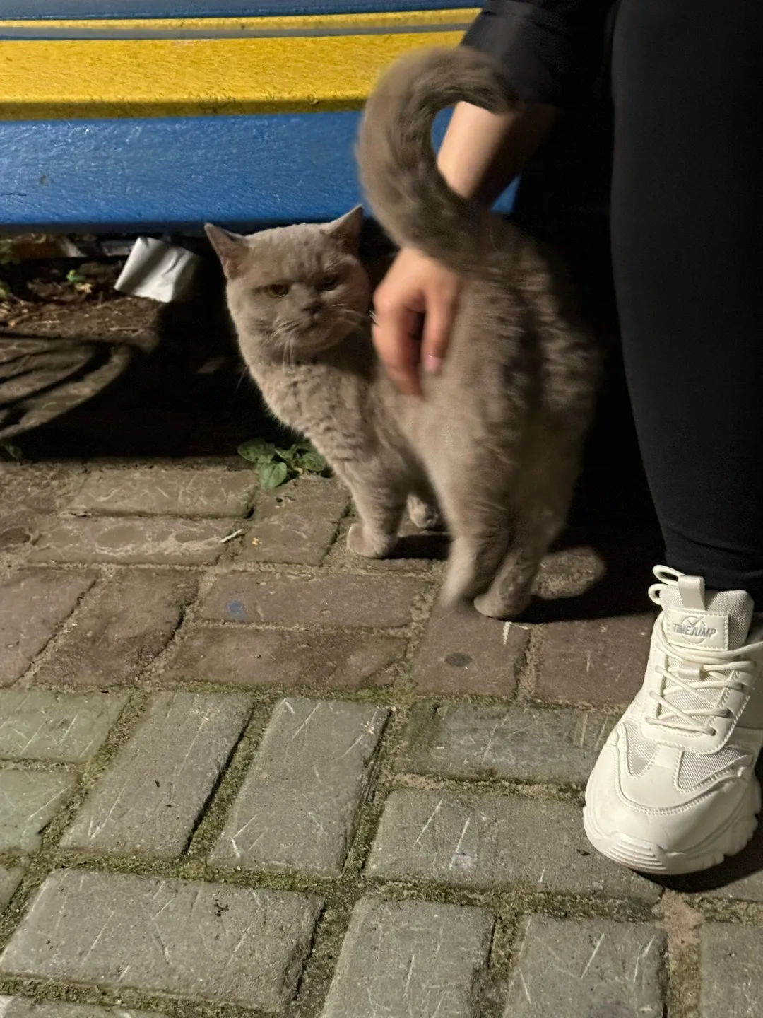 Найдена кошка в Сургуте — фото питомца