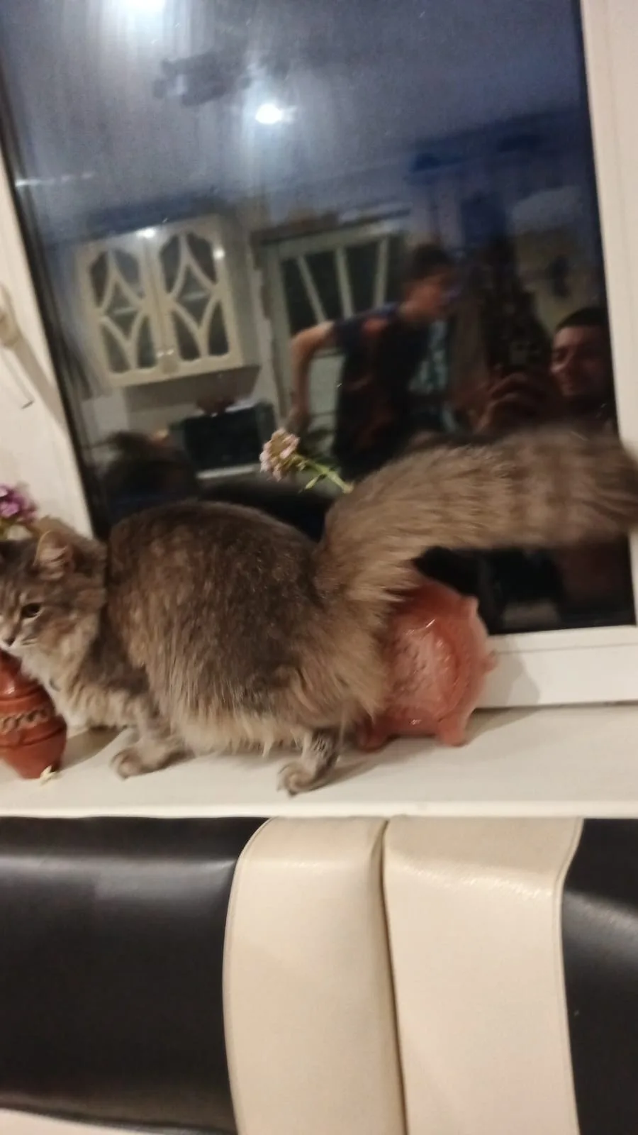 Пропала кошка в Обнинске — фото питомца