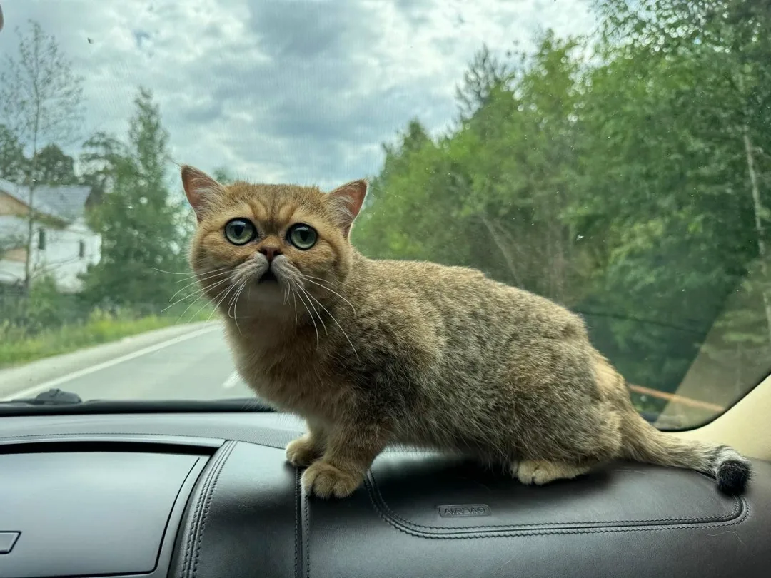 Пропала кошка в Сургуте — фото питомца
