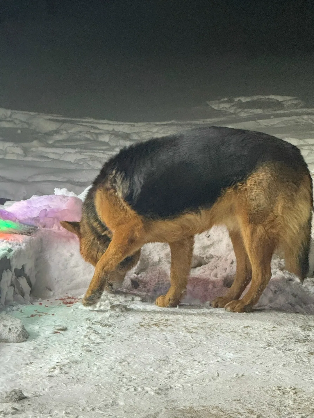 Пропала собака в Сургуте — фото питомца