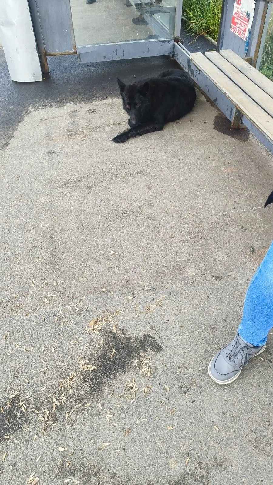 Пропала собака в Сургуте — фото питомца