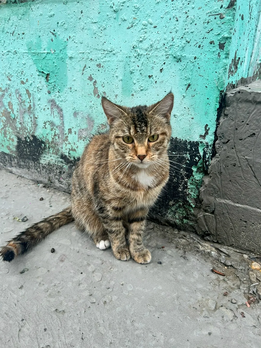 Найдена собака в Сургуте — фото питомца