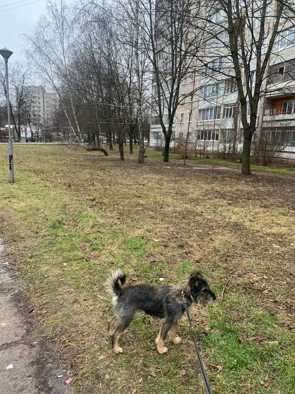Пропала собака в Обнинске — фото питомца