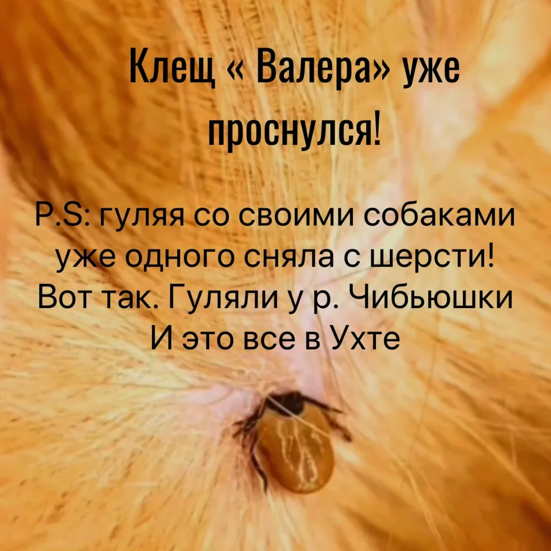 Найдена собака в Ухте — фото питомца