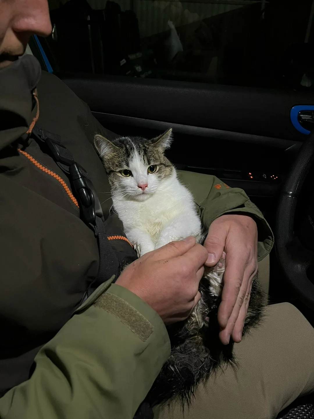 Найдена кошка в Златоусте — фото питомца