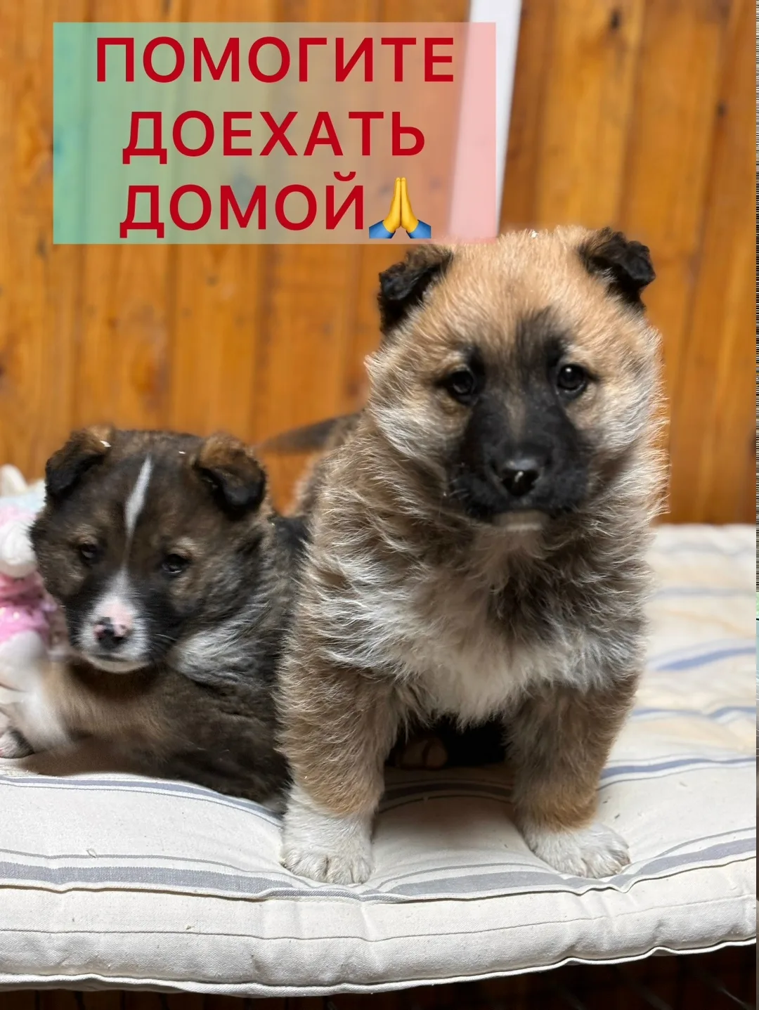 Найдена собака в Ухте — фото питомца