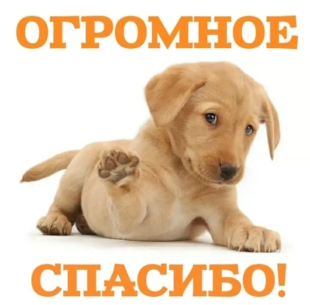 Найдена собака в Ухте — фото питомца