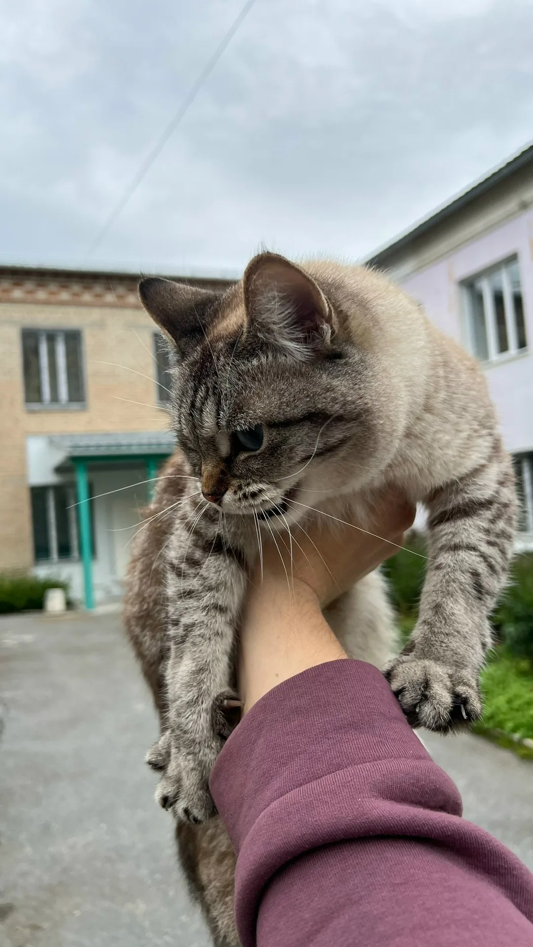 Пропала кошка в Златоусте — фото питомца