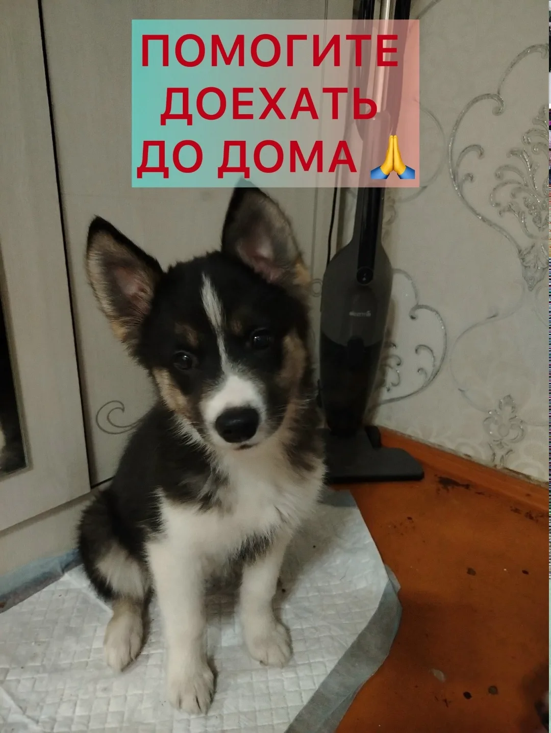 Найдена собака в Ухте — фото питомца