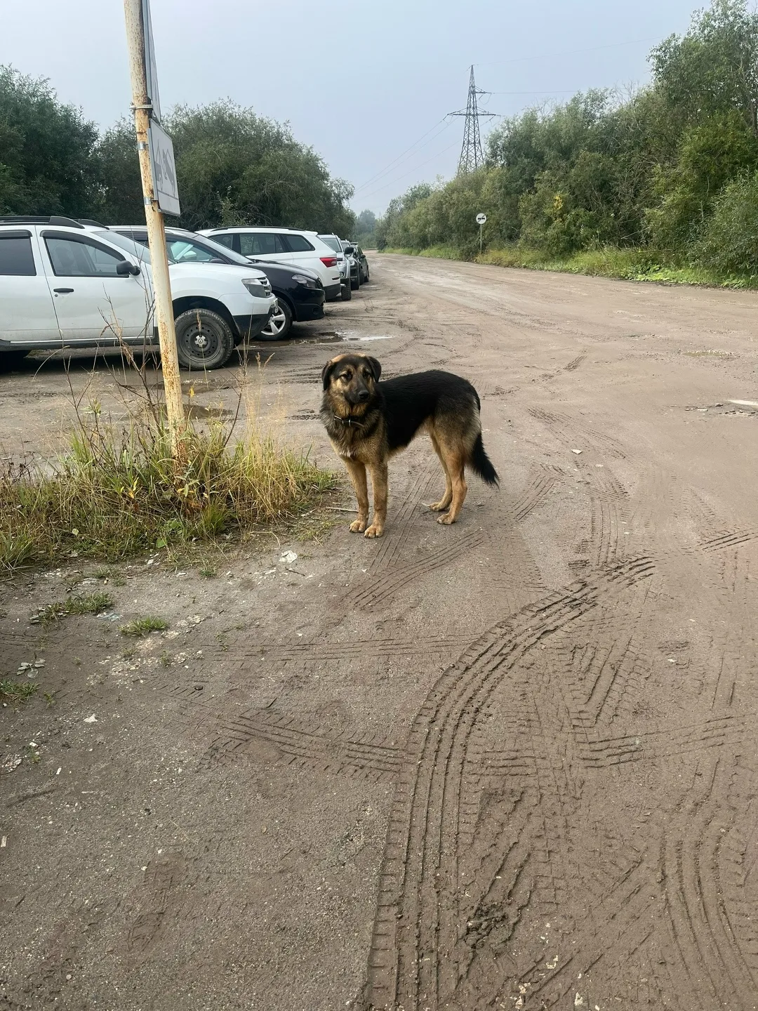 Пропала собака в Ухте — фото питомца