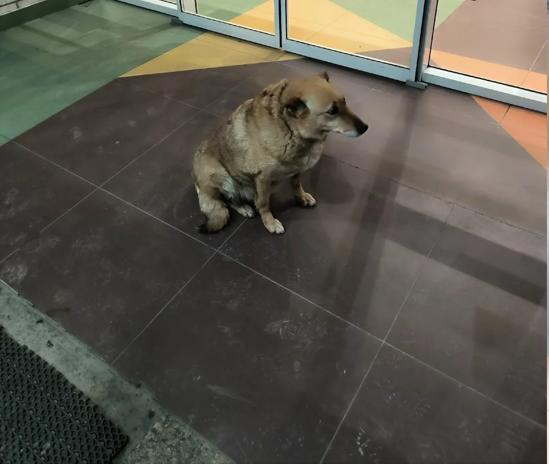 Пропала собака в Златоусте — фото питомца