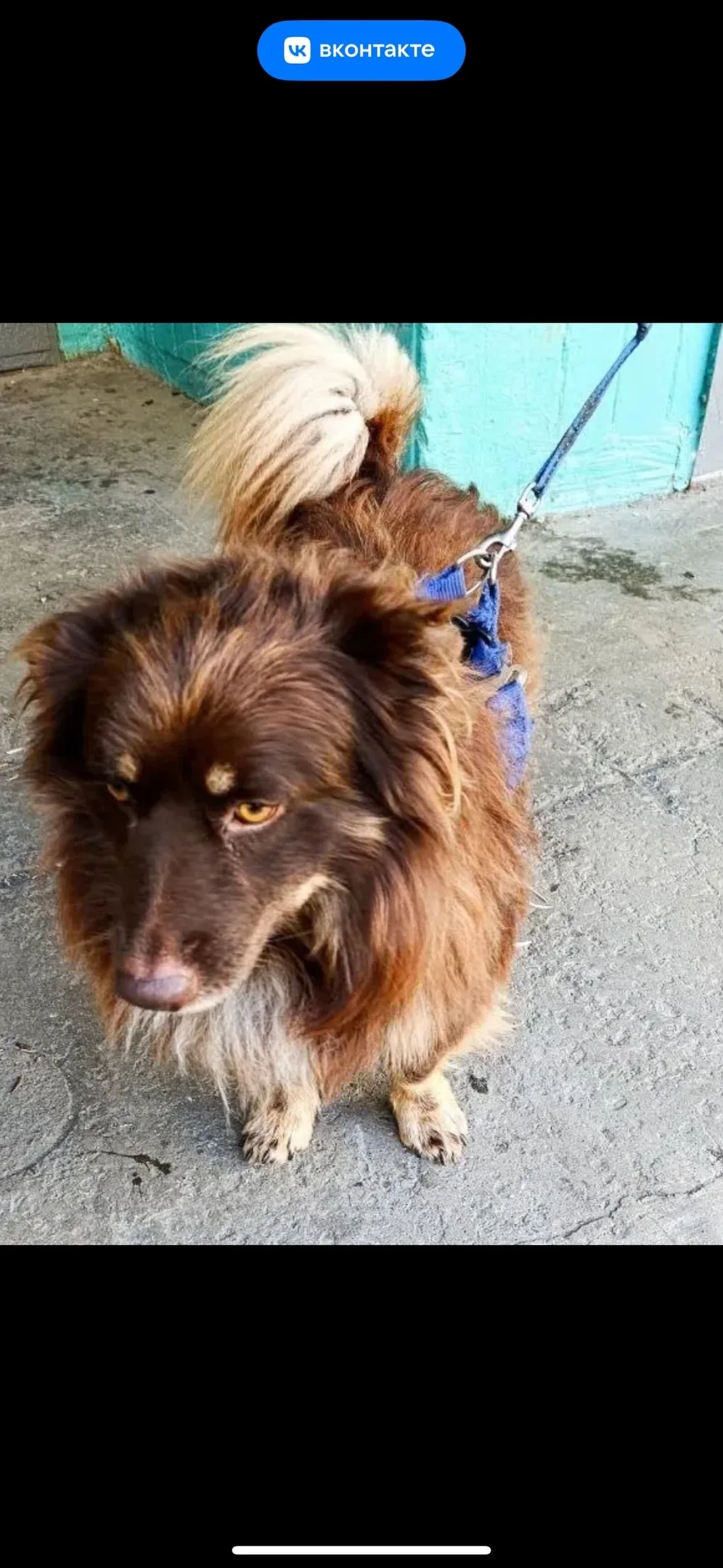 Найдена собака в Златоусте — фото питомца