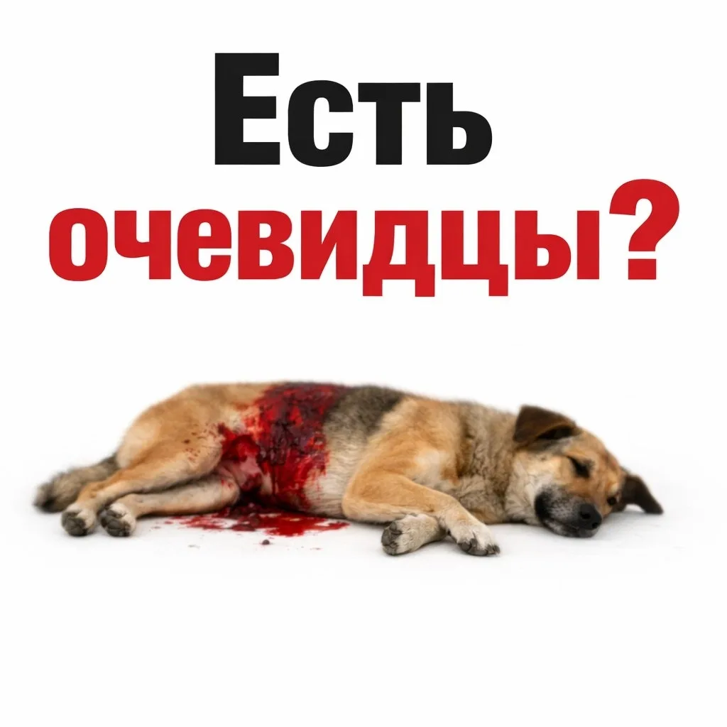 Найдена собака в Ухте — фото питомца