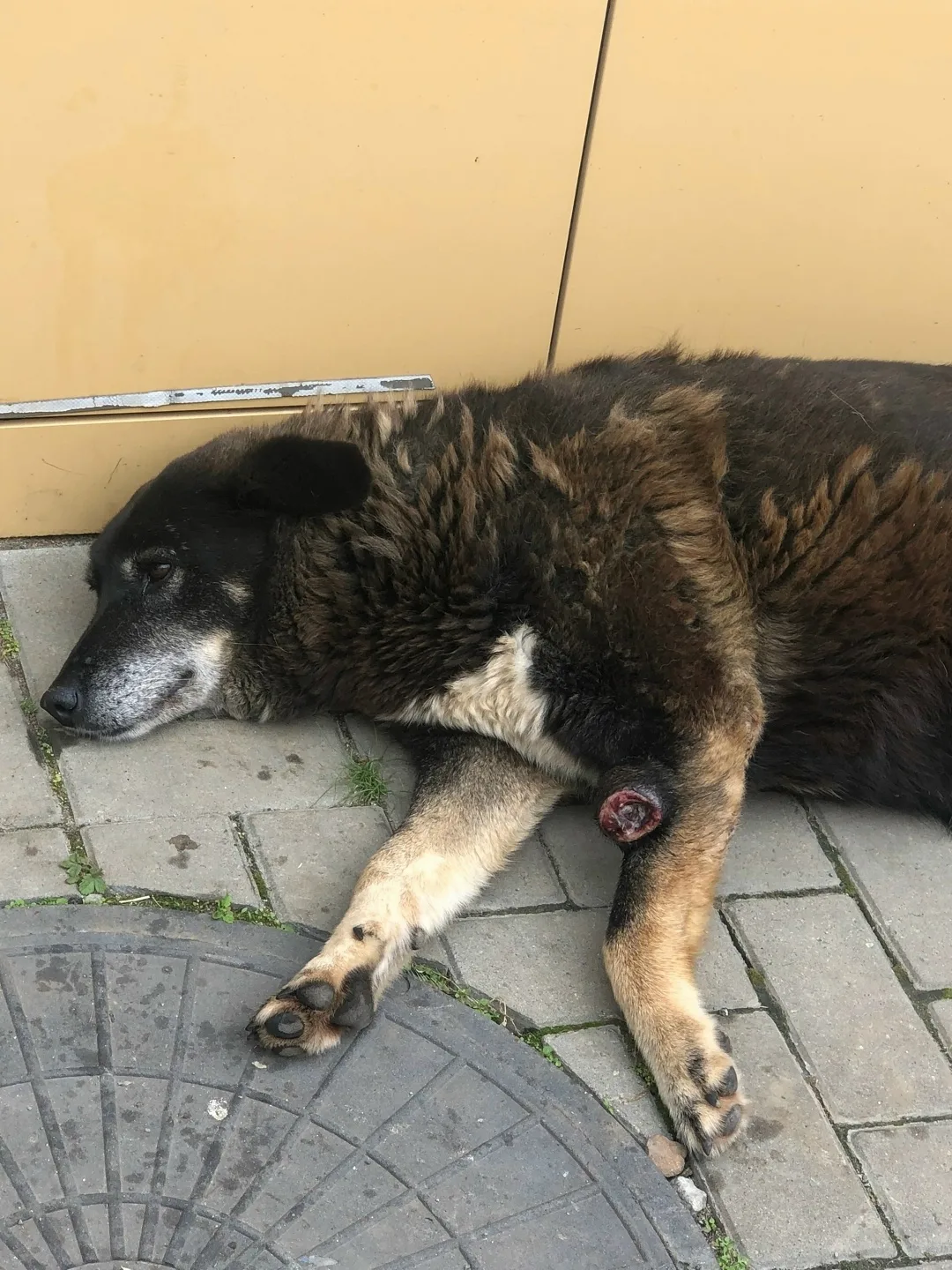 Пропала собака в Златоусте — фото питомца