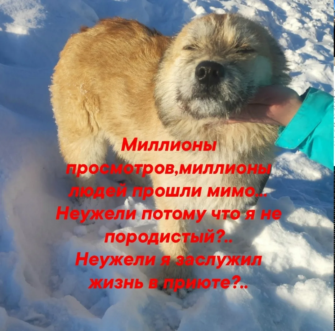 Найдена собака в Ухте — фото питомца
