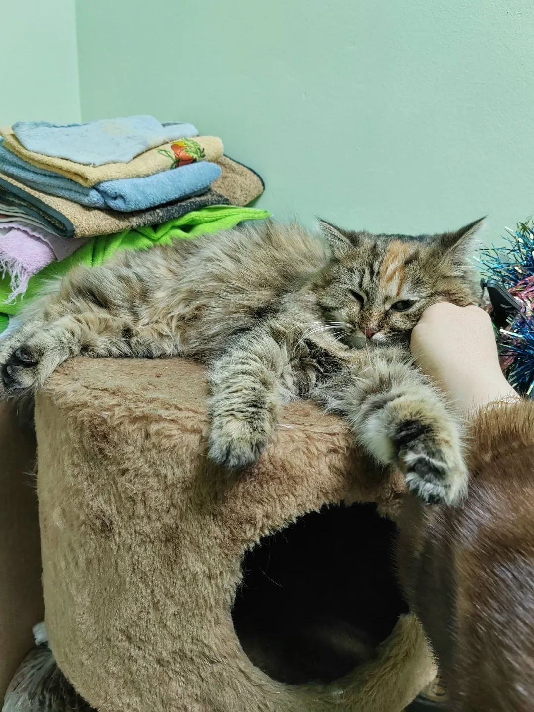Пропала кошка в Златоусте — фото питомца