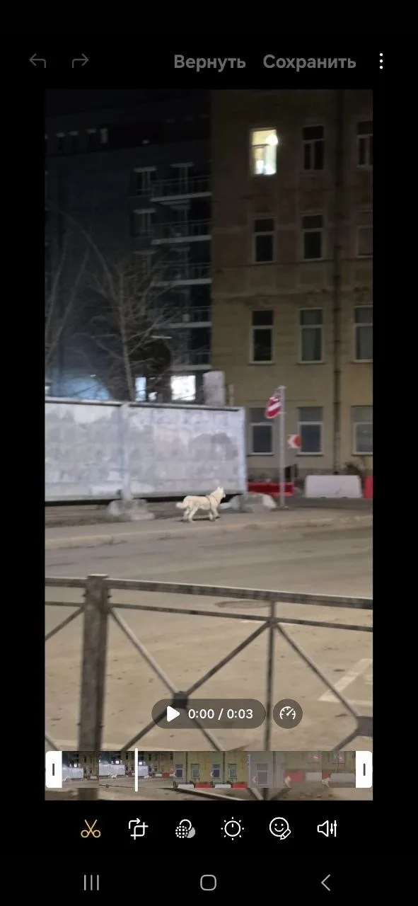 Пропала собака в Балакове — фото питомца
